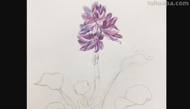 怎么画薰衣草花海彩铅 怎么用彩铅画超简单的花海？