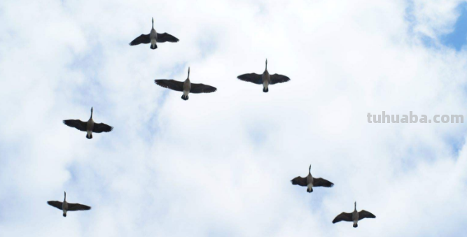 “燕雀安知鸿鹄之志”的下一句是什么?