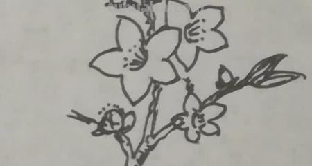 怎么画桃花树简笔画 画桃花树简单又漂亮? 怎么画桃花树简笔画 画桃花树简单又漂亮?