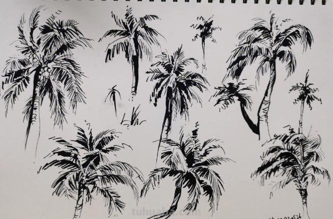 速写叶子树 风景速写中怎样画树？