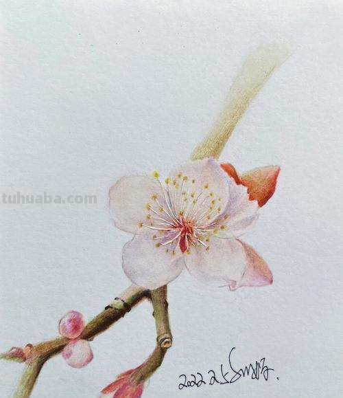 樱花背景怎么画彩铅 怎样用彩铅和水彩笔画樱花？