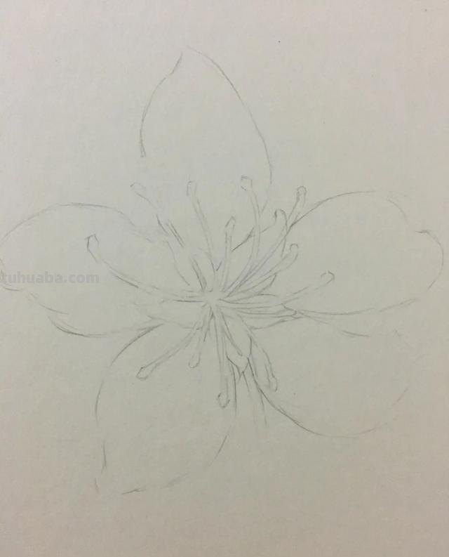 樱花背景怎么画彩铅 怎样用彩铅和水彩笔画樱花? 樱花背景怎么画彩铅 怎样用彩铅和水彩笔画樱花?