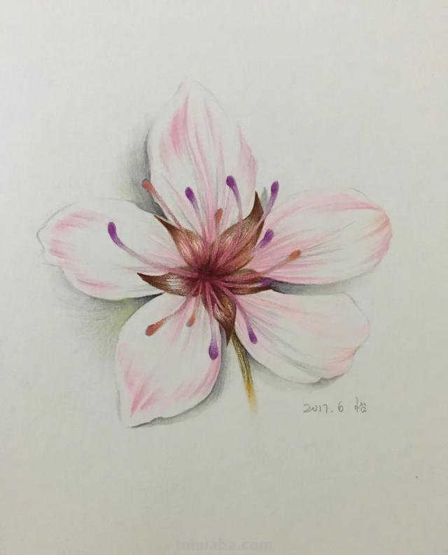 樱花背景怎么画彩铅 怎样用彩铅和水彩笔画樱花? 樱花背景怎么画彩铅 怎样用彩铅和水彩笔画樱花?