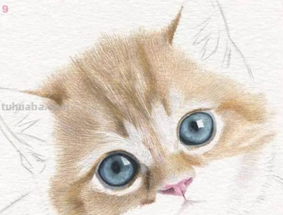 彩铅小猫怎么画的 彩色铅笔画可爱的小猫咪的教程详细步骤？