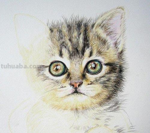 彩铅小猫怎么画的 彩色铅笔画可爱的小猫咪的教程详细步骤？