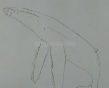 鲸鱼怎么画 梦幻 彩铅 如何画海洋动物？