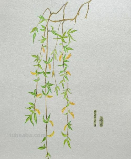 垂柳怎么画用彩铅 怎么使用彩铅画树？