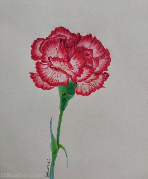 彩铅花怎么画康乃馨 花卉康乃馨画法教程（画康乃馨的方法、步骤）？