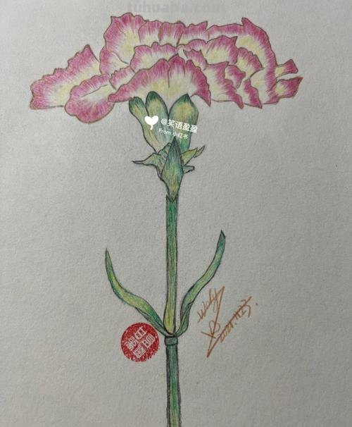 彩铅花怎么画康乃馨 花卉康乃馨画法教程（画康乃馨的方法、步骤）？