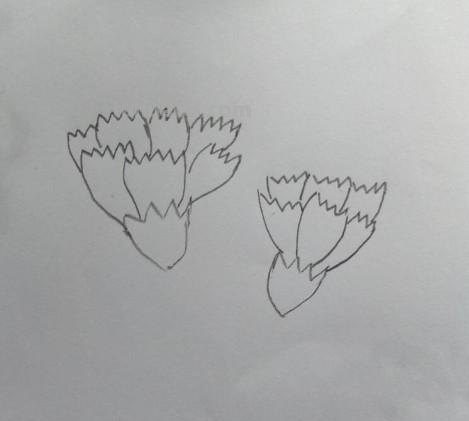 彩铅花怎么画康乃馨 花卉康乃馨画法教程（画康乃馨的方法、步骤）？