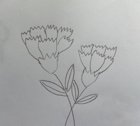 彩铅花怎么画康乃馨 花卉康乃馨画法教程（画康乃馨的方法、步骤）？