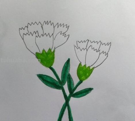 彩铅花怎么画康乃馨 花卉康乃馨画法教程（画康乃馨的方法、步骤）？