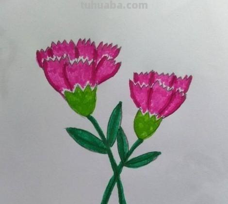彩铅花怎么画康乃馨 花卉康乃馨画法教程（画康乃馨的方法、步骤）？