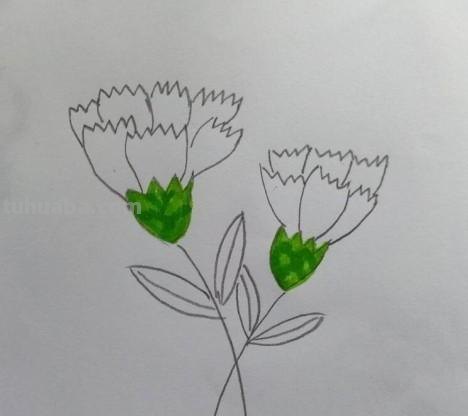 彩铅花怎么画康乃馨 花卉康乃馨画法教程（画康乃馨的方法、步骤）？