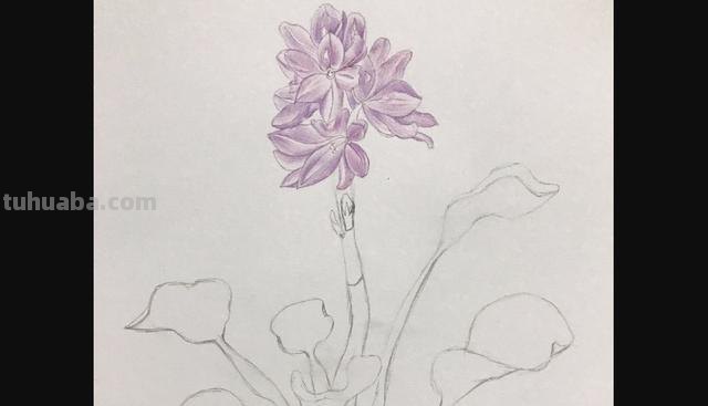 彩铅花怎么画康乃馨 花卉康乃馨画法教程（画康乃馨的方法、步骤）？
