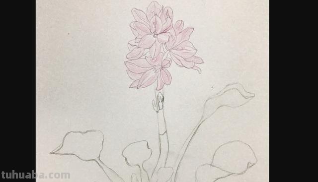 彩铅花怎么画康乃馨 花卉康乃馨画法教程（画康乃馨的方法、步骤）？