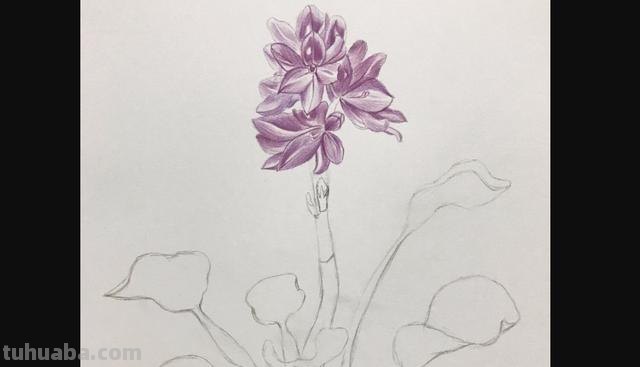 彩铅花怎么画康乃馨 花卉康乃馨画法教程（画康乃馨的方法、步骤）？