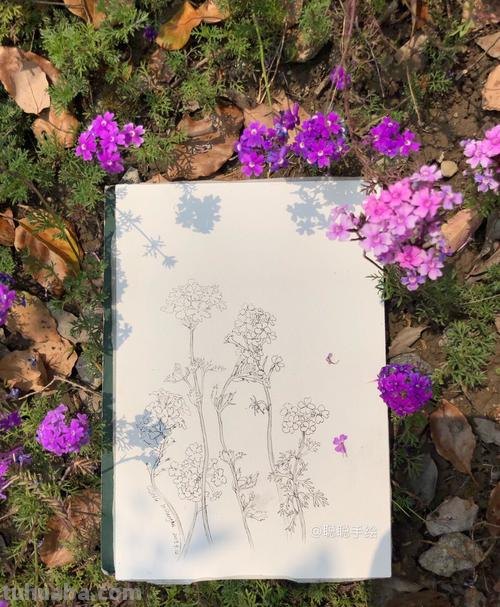 美女樱速写 美女樱和五色梅是同一种花吗？