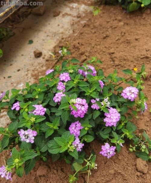 美女樱速写 美女樱和五色梅是同一种花吗？