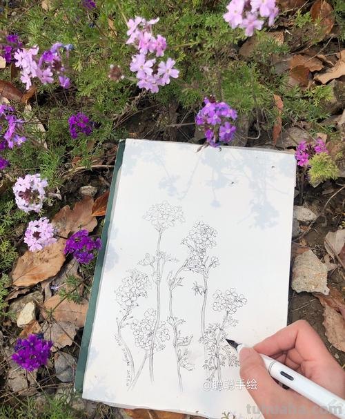 美女樱速写 美女樱和五色梅是同一种花吗？