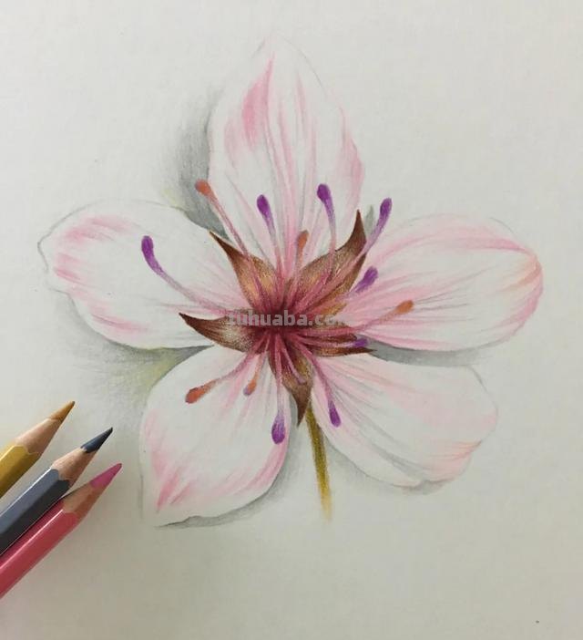 樱花怎么画彩铅视频 怎样画樱花? 樱花怎么画彩铅视频 怎样画樱花?