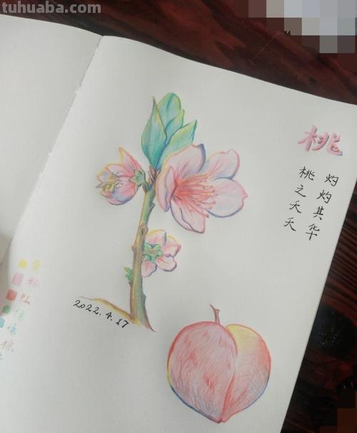 桃花怎么画 彩铅美丽 只用紫色、绿色、蓝色彩笔不用其他东西画一幅桃花树？