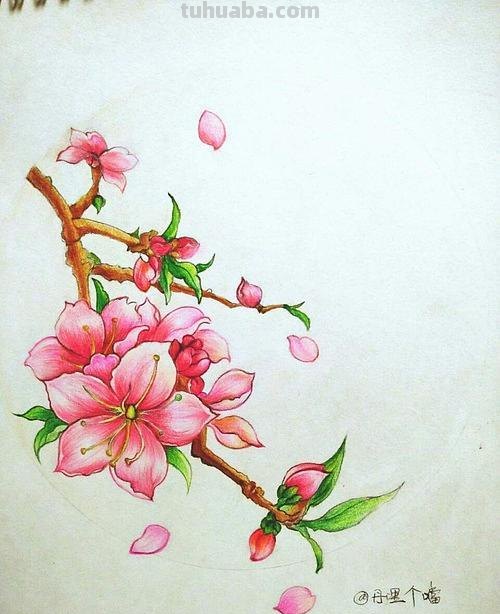 桃花怎么画 彩铅美丽 只用紫色、绿色、蓝色彩笔不用其他东西画一幅桃花树?