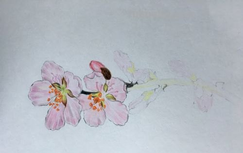 桃花怎么画 彩铅美丽 只用紫色、绿色、蓝色彩笔不用其他东西画一幅桃花树?