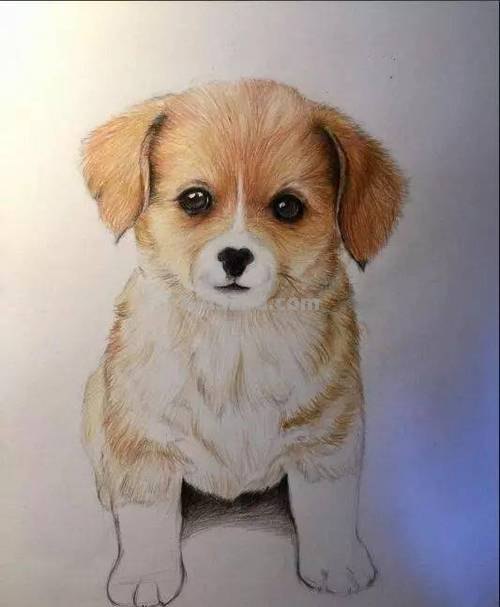 怎么画小狗不用彩铅 小狗的画法卡通小狗怎样画?