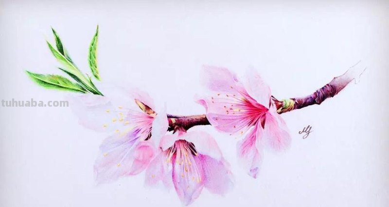怎么用彩铅画桃花 怎么用彩铅画樱花树?