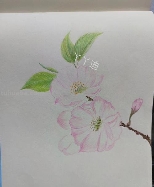 怎么用彩铅画桃花 怎么用彩铅画樱花树？