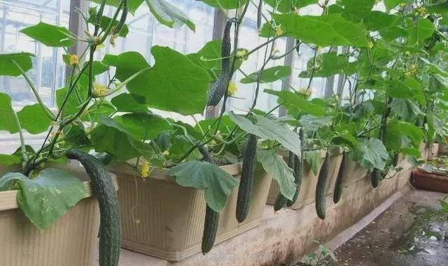 家庭种植黄瓜的方法和步骤