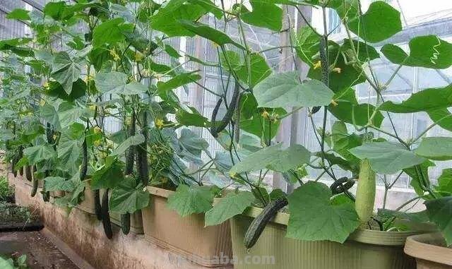 家庭种植黄瓜的方法和步骤