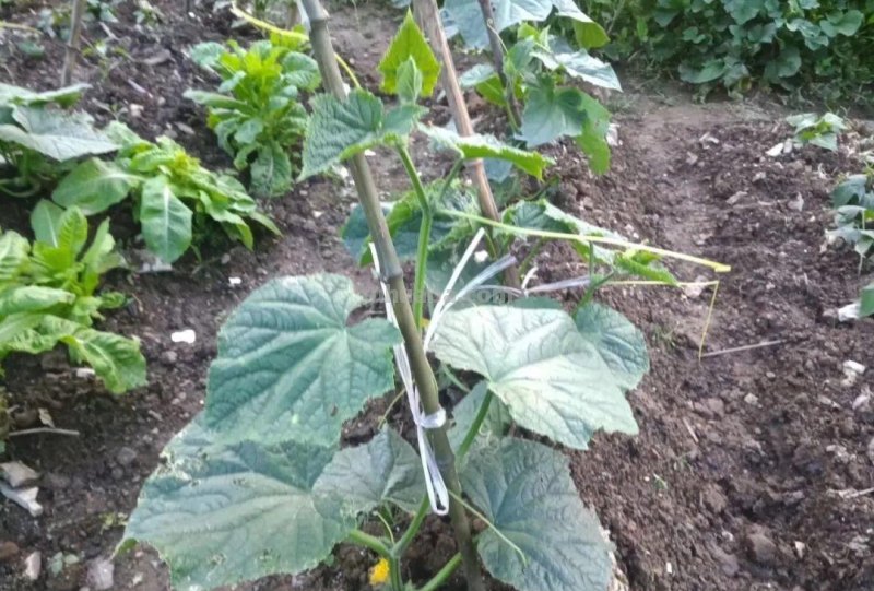 家庭种植黄瓜的方法和步骤