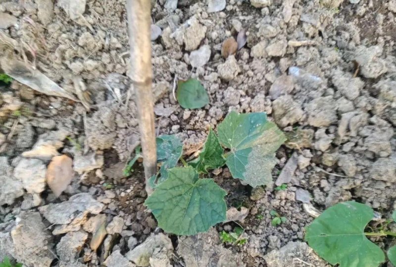 家庭种植黄瓜的方法和步骤