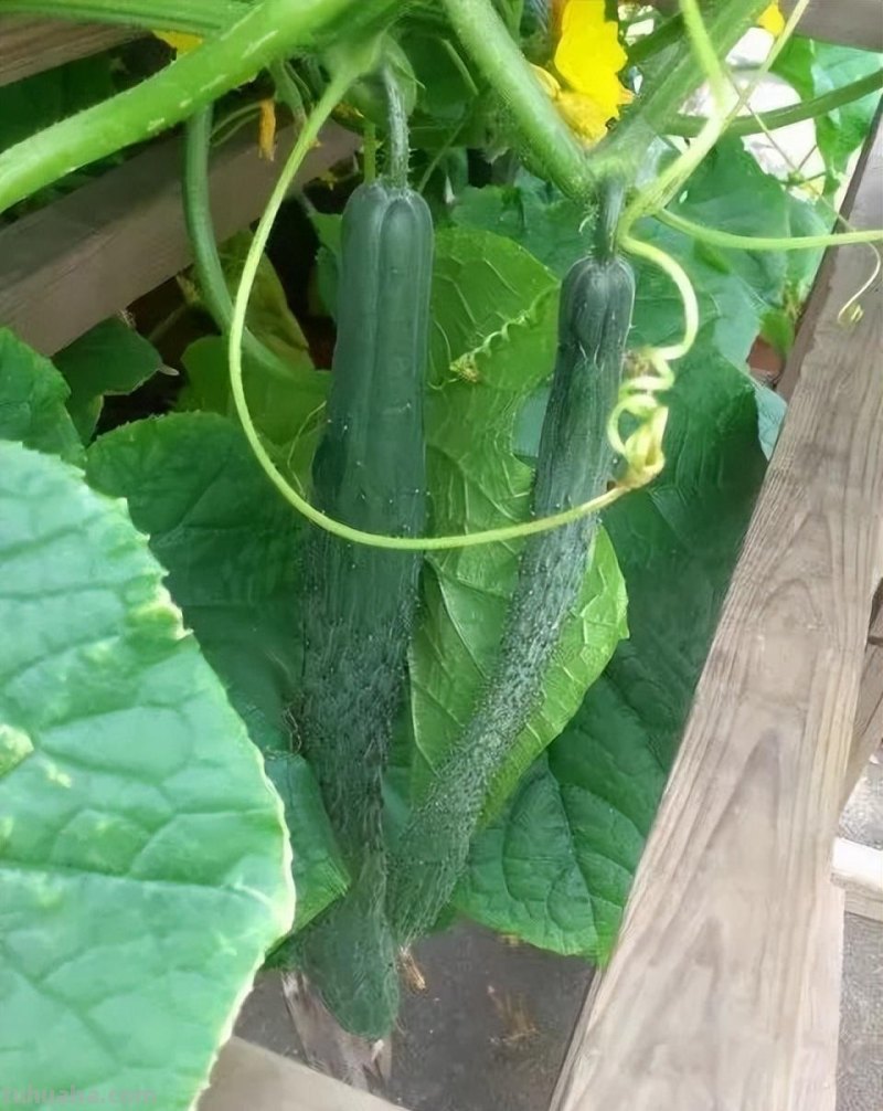 家庭种植黄瓜的方法和步骤
