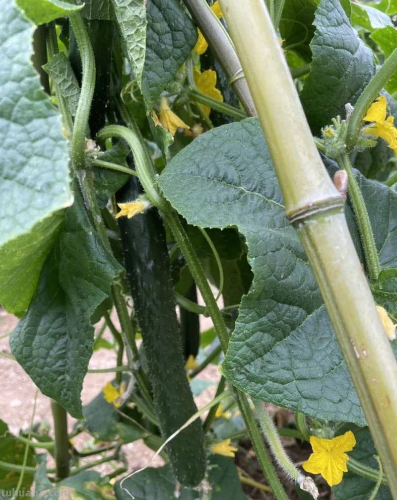 家庭种植黄瓜的方法和步骤