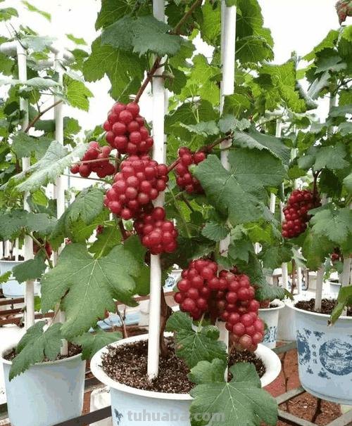 阳台可种“4种果”,养护简单,果实累累,美观好吃,吃得放心