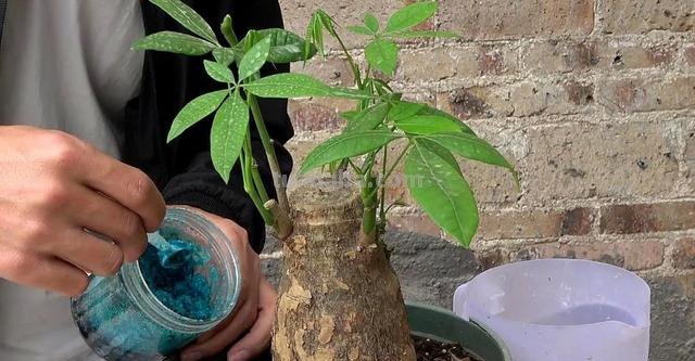 家庭盆栽发财树,小花匠教你小诀窍,枝叶繁茂,养十年都没问题
