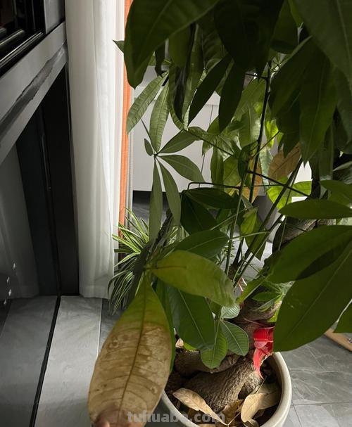 家庭盆栽发财树,小花匠教你小诀窍,枝叶繁茂,养十年都没问题