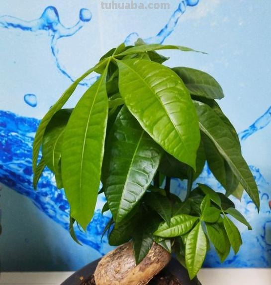 家庭盆栽发财树，小花匠教你小诀窍，枝叶繁茂，养十年都没问题