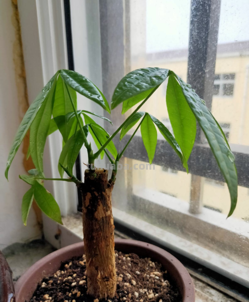家庭盆栽发财树,小花匠教你小诀窍,枝叶繁茂,养十年都没问题