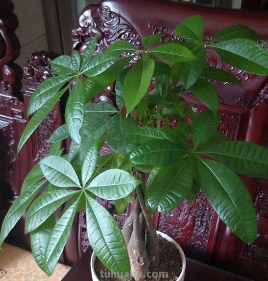 家庭盆栽发财树，小花匠教你小诀窍，枝叶繁茂，养十年都没问题