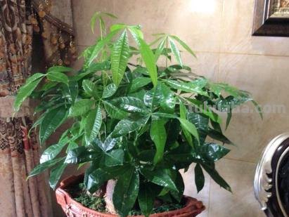 家庭盆栽发财树，小花匠教你小诀窍，枝叶繁茂，养十年都没问题