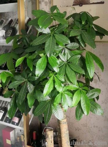 家庭盆栽发财树，小花匠教你小诀窍，枝叶繁茂，养十年都没问题