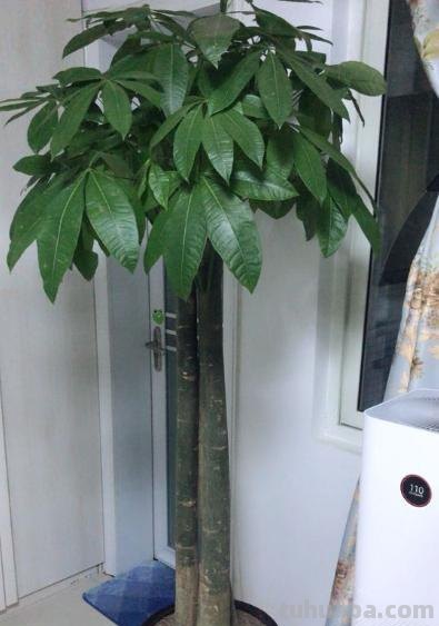 家庭盆栽发财树，小花匠教你小诀窍，枝叶繁茂，养十年都没问题