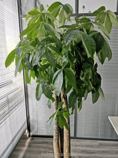 家庭盆栽发财树，小花匠教你小诀窍，枝叶繁茂，养十年都没问题