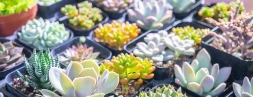 植物市场变化无常,高价变低价,贵货变普货,买多肉要慎重