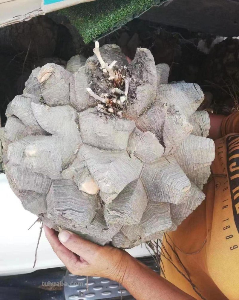 植物市场变化无常，高价变低价，贵货变普货，买多肉要慎重