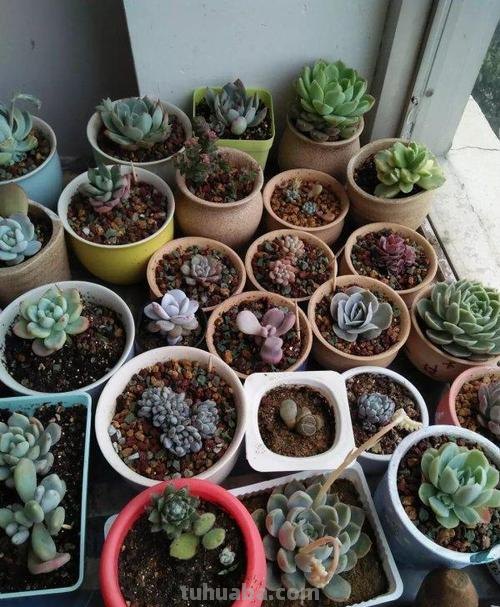植物市场变化无常,高价变低价,贵货变普货,买多肉要慎重